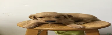 Golden Retriever 2