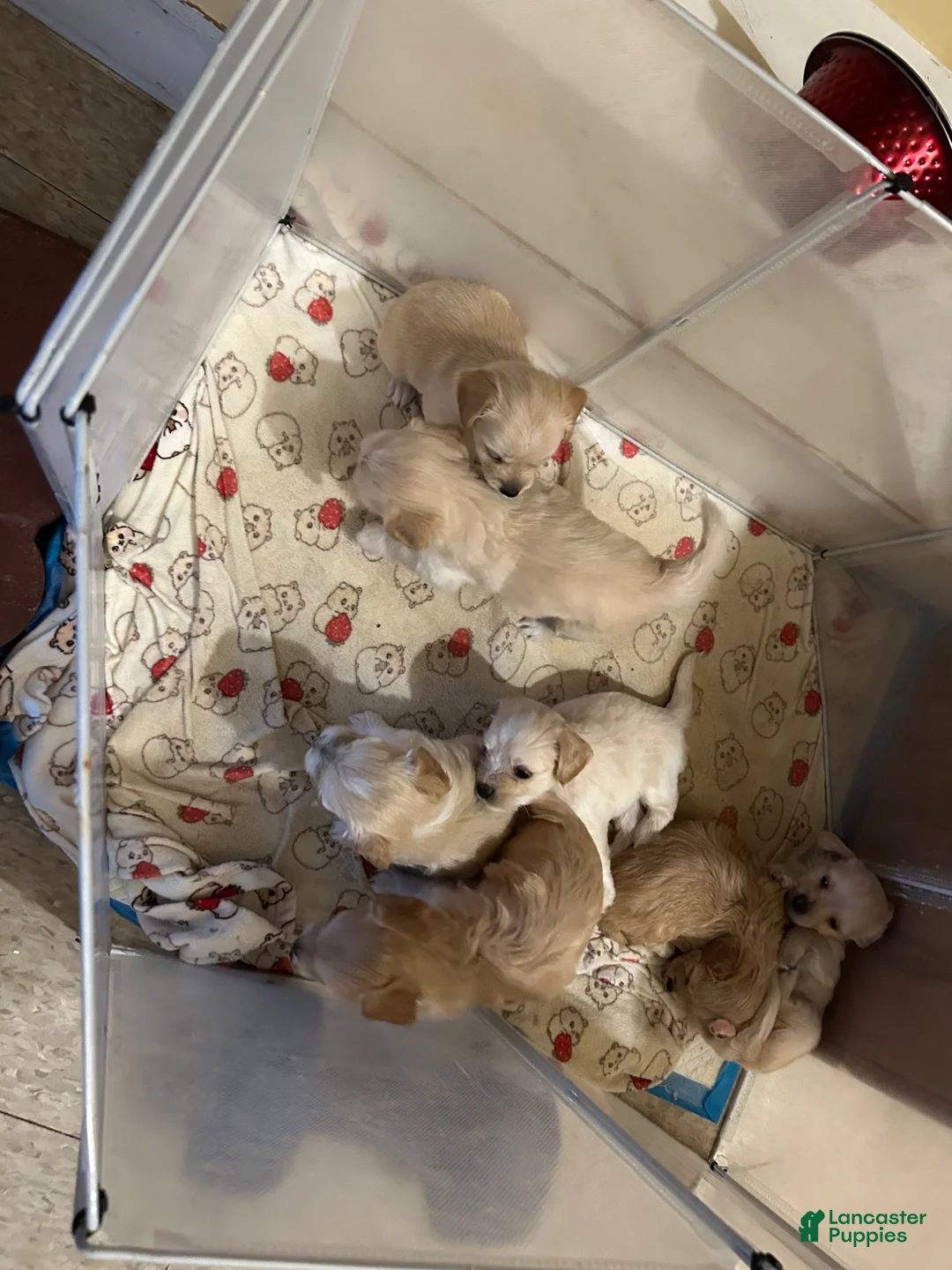 Mixed Breed dogs for sale: Maltese 3 - Ad 6