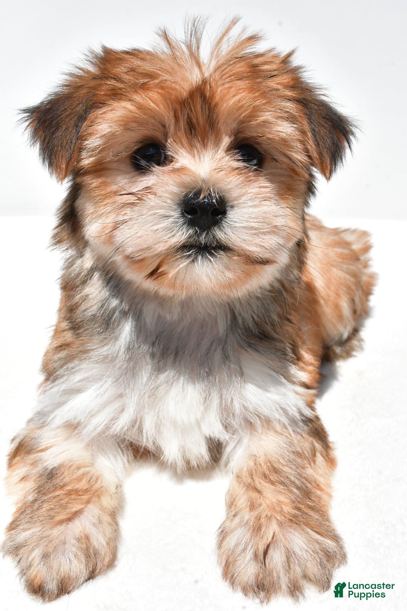 Morkie dogs Millie - Ad 2