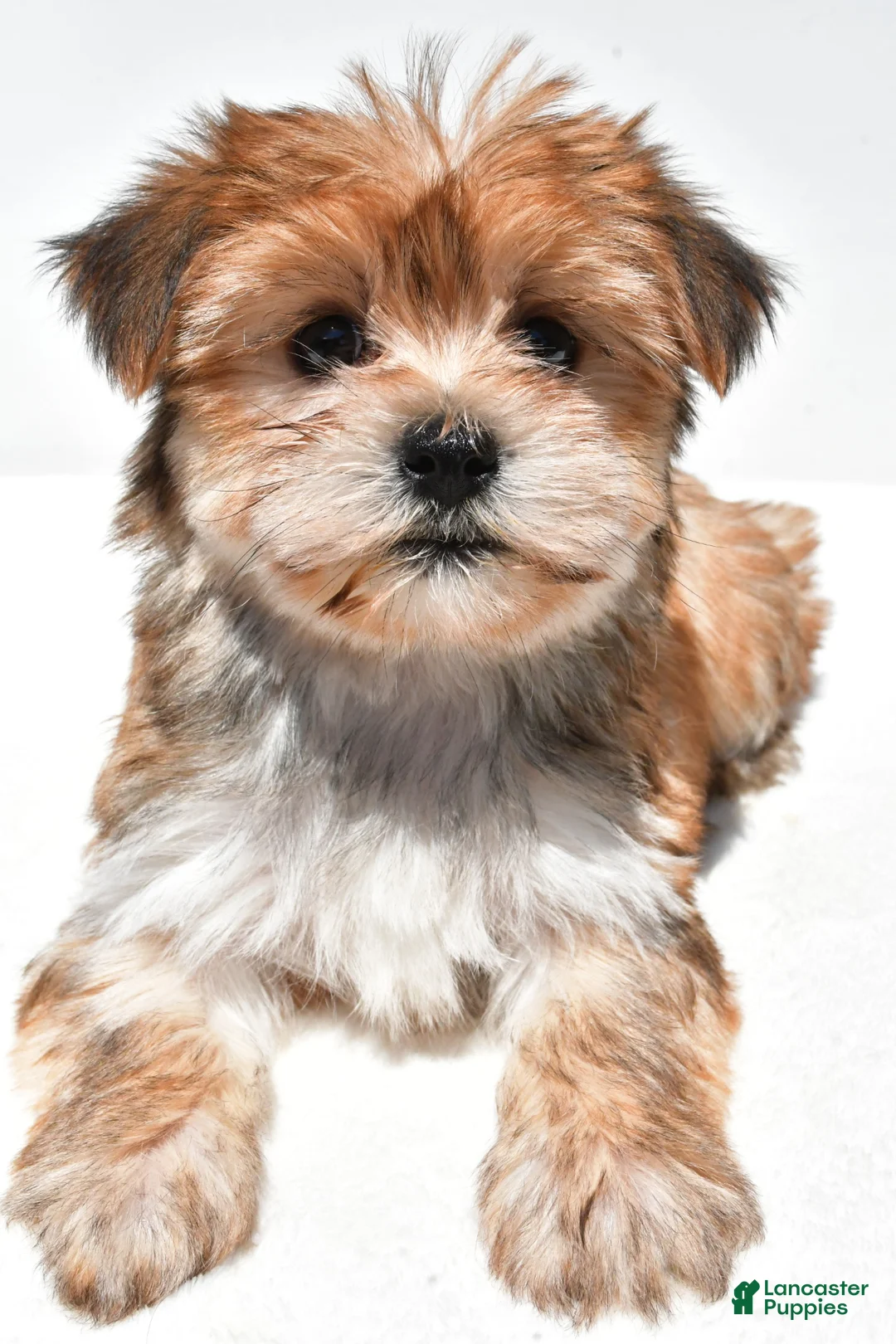 Morkie dogs for sale: Millie - Ad 2