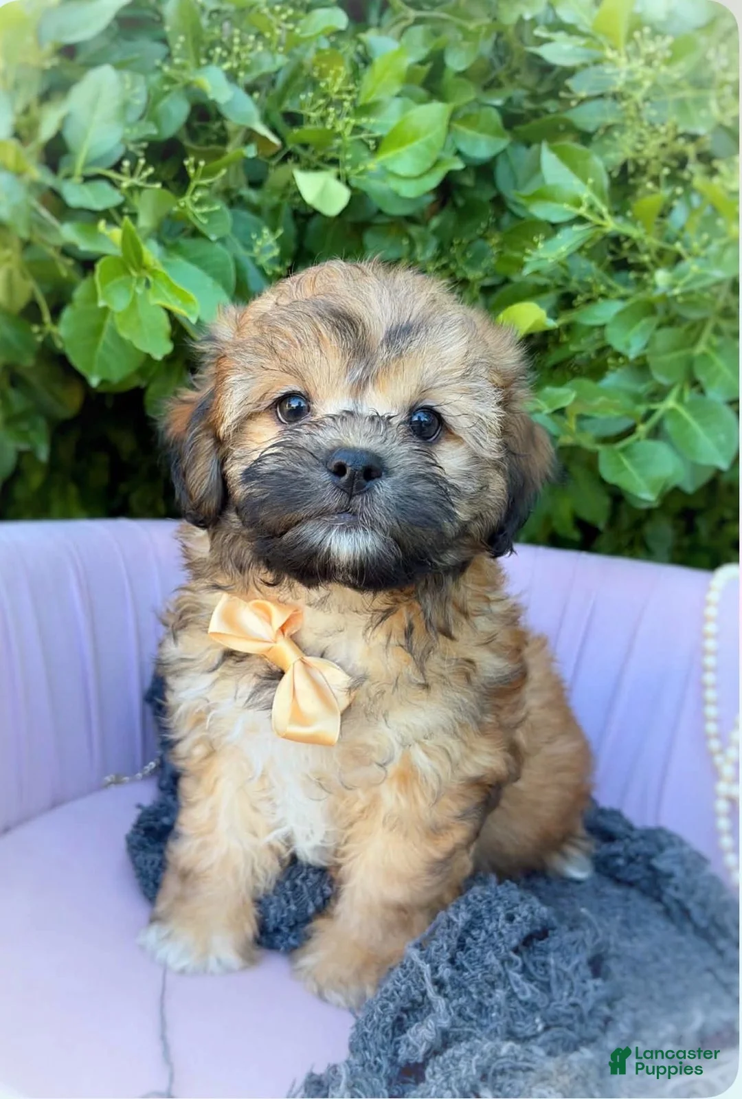 Shihpoo dogs for sale: Arthur - Ad 2