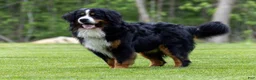 Bernese Mountain Dog dogs for sale: Bryan (Genetically Clear) Bernese Mountain Dog  - Ad 9