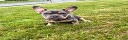 French Bulldog dogs for sale: Lola - Ad 14