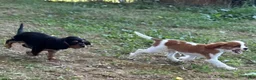 Cavalier King Charles Spaniel dogs for sale: Cavalier King Charles Spaniel 3 - Ad 2