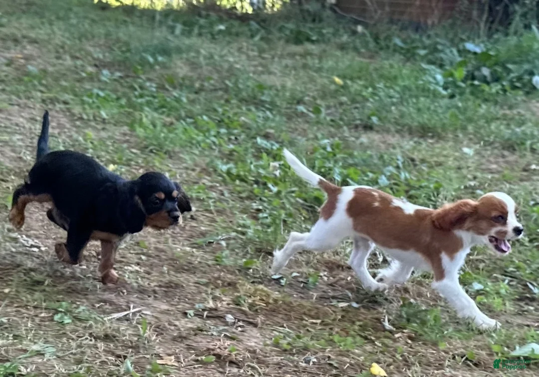 Cavalier King Charles Spaniel dogs for sale: Cavalier King Charles Spaniel 3 - Ad 2