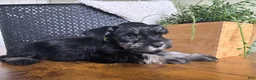 Miniature Schnauzer dogs for sale: Diesel - Ad 9