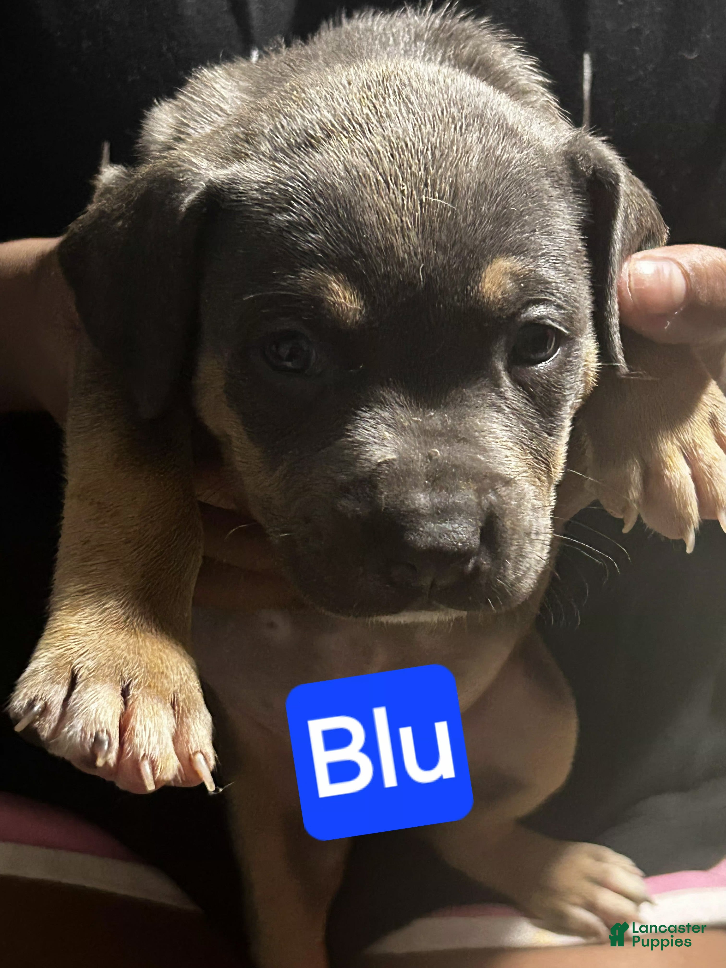 American Bully dogs Blu - Ad 25