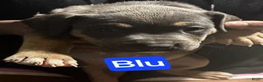 Blu