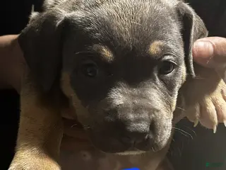 American Bully dogs Blu - Ad 24