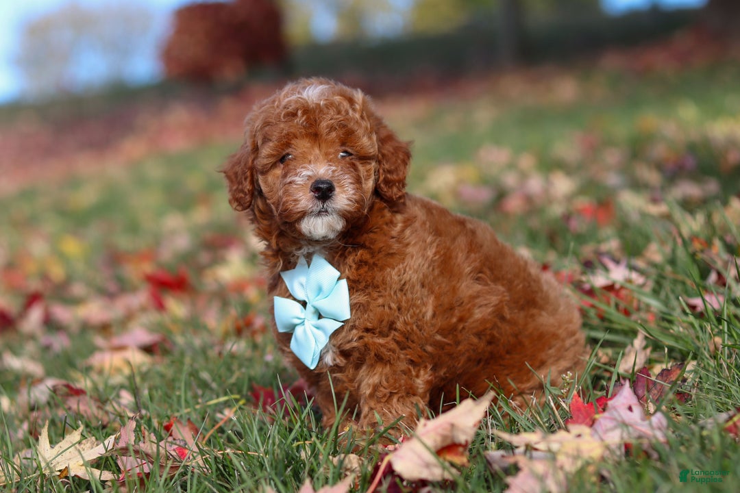 Miniature Poodle dogs for sale: Drumstick - Ad 8