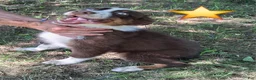 Australian Shepherd dogs for sale: Sky - Ad 8