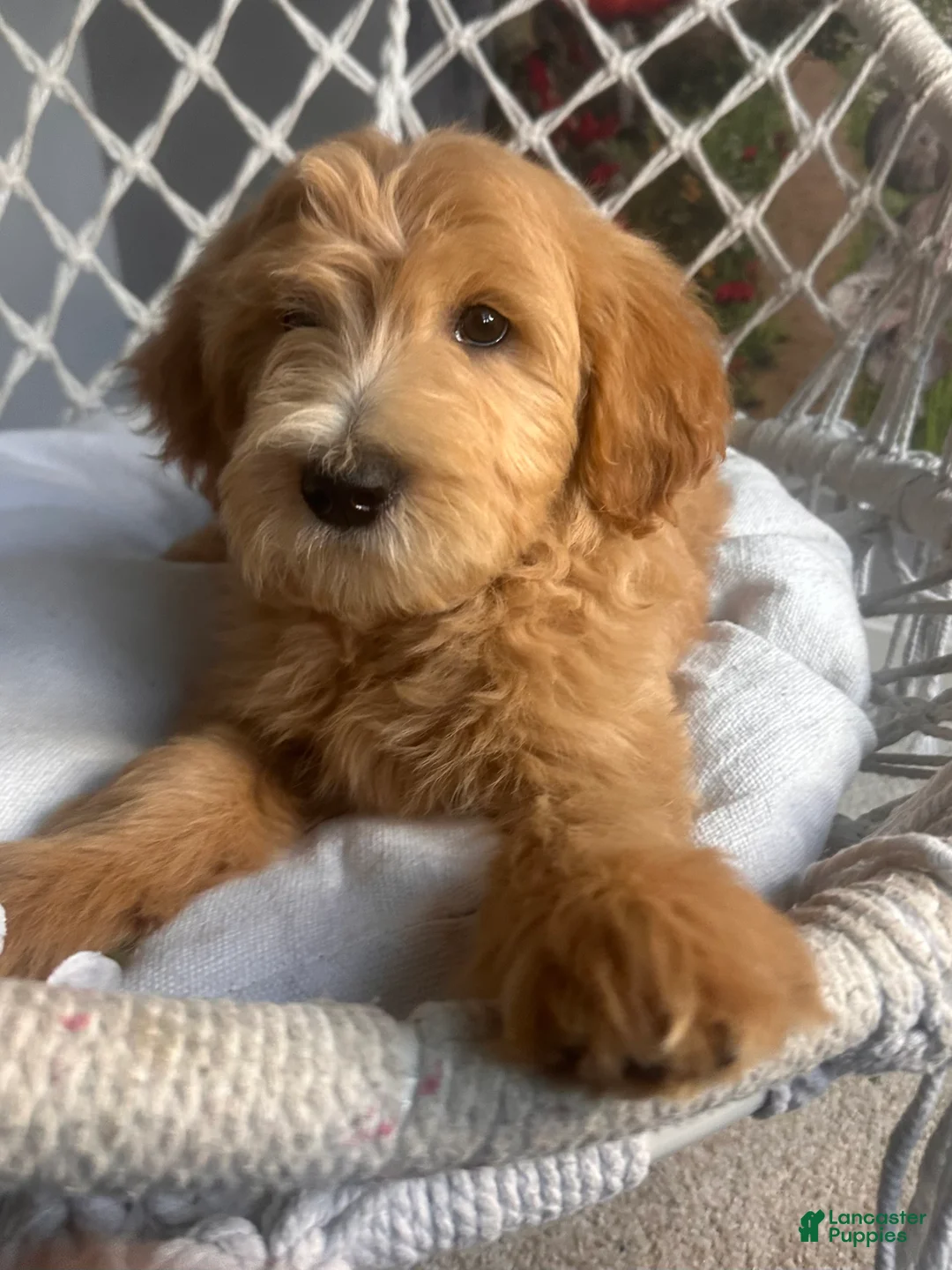 Goldendoodle dogs for sale: Goldendoodle 2 - Ad 4