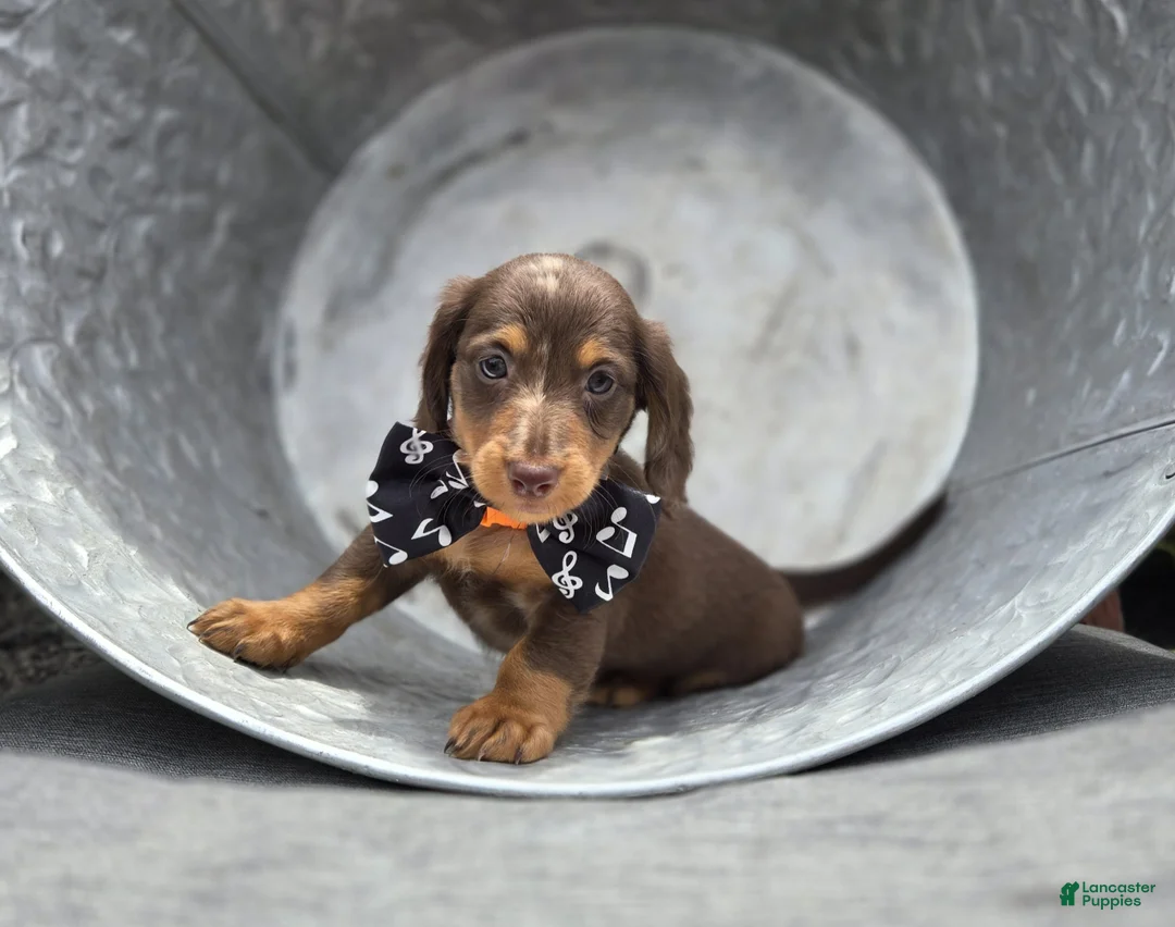 Miniature Dachshund dogs for sale: Felix - Ad 1