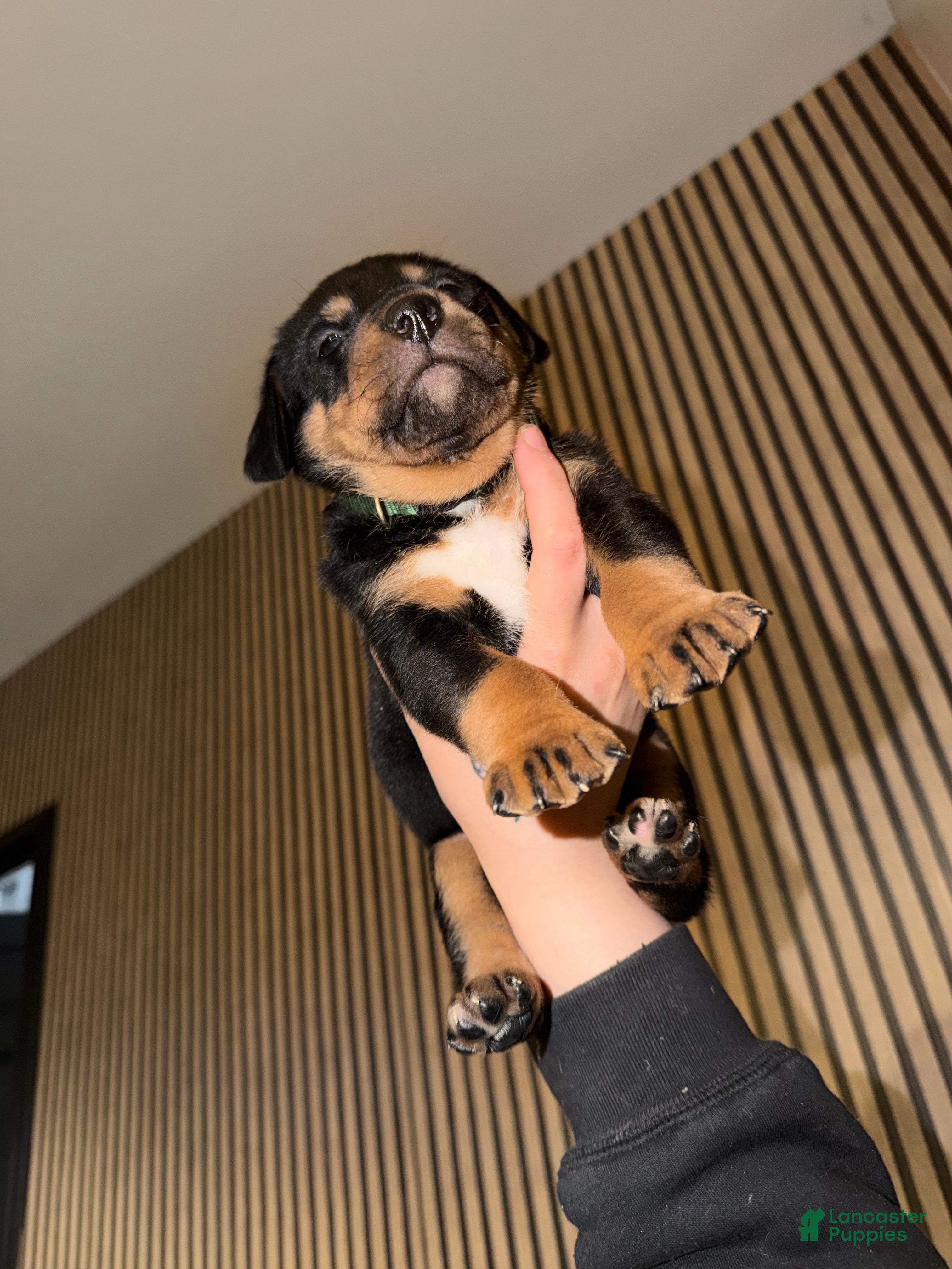 Mixed Breed dogs Hercules - Ad 30