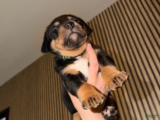 Mixed Breed dogs Hercules - Ad 21