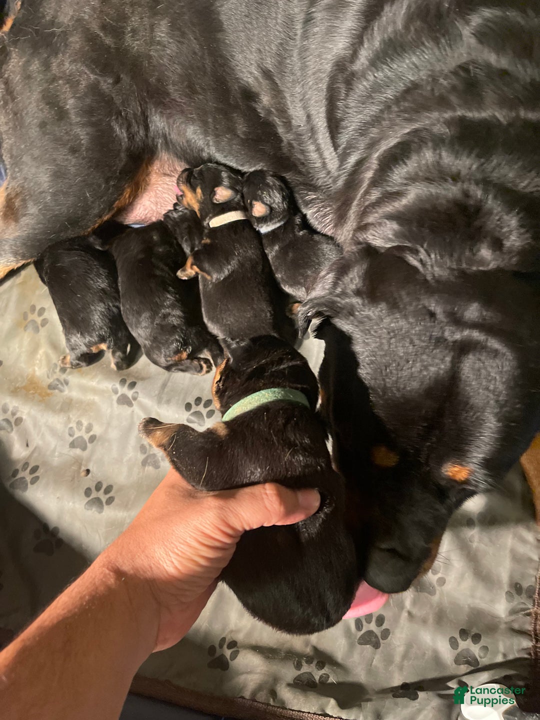 Rottweiler dogs for sale: 3rd Pick Female - Ad 5