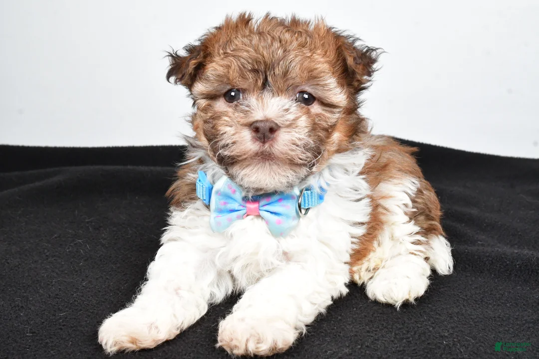 Havanese dogs for sale: Hunter - Ad 1