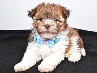 Havanese dogs for sale: Hunter - Ad 3