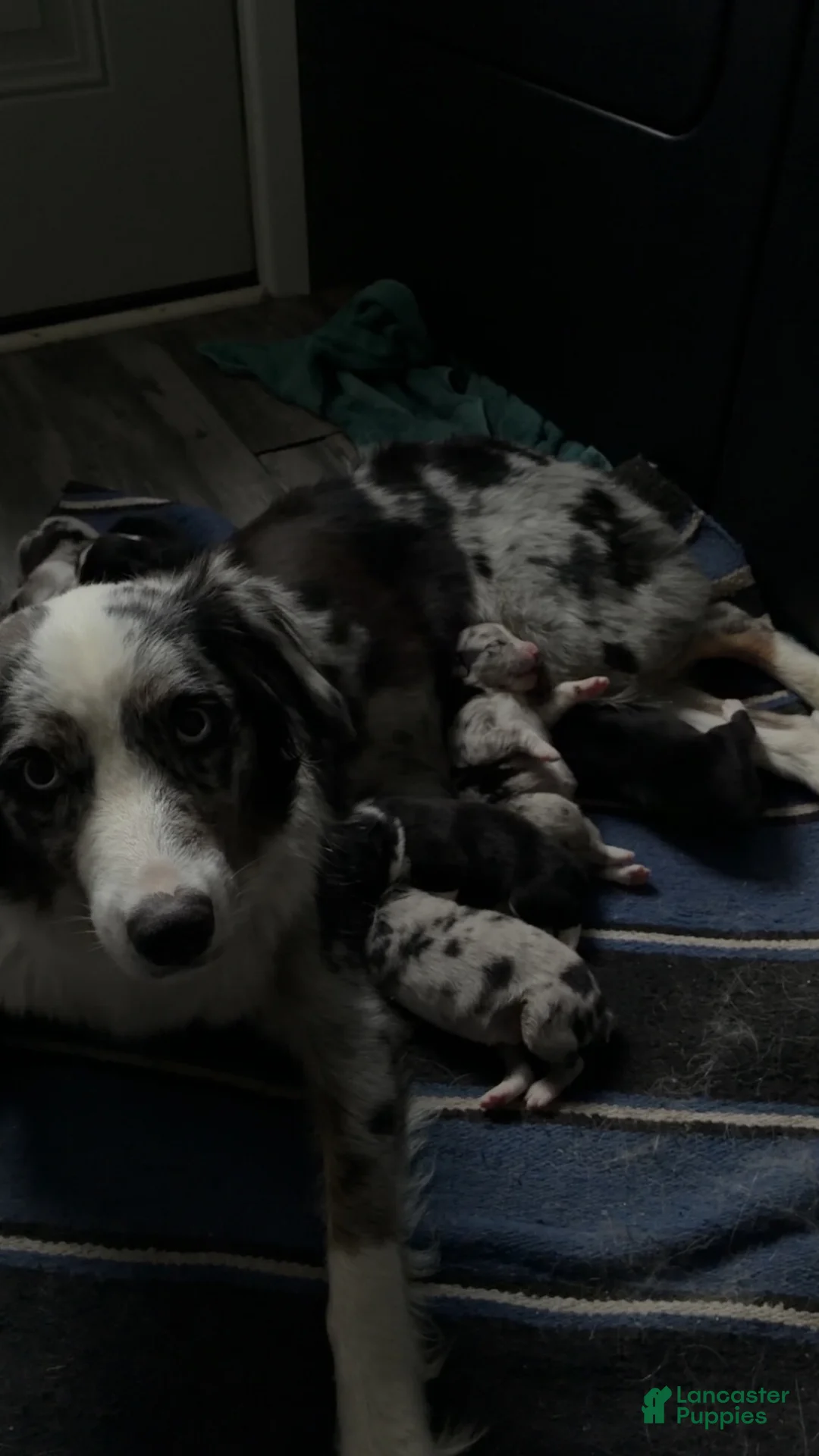 Australian Shepherd dogs for sale: Australian Shepherd 4 - Ad 2