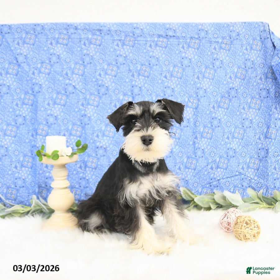 Miniature Schnauzer dogs Bailey - Ad 1