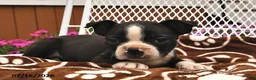 Boston Terrier dogs for sale: Lola  - Ad 3