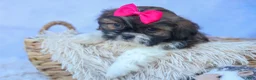 Shih Tzu dogs for sale: STELLA - Ad 3