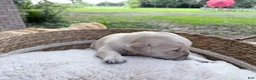 Golden Retriever dogs for sale: Belle of Avalon - Ad 3