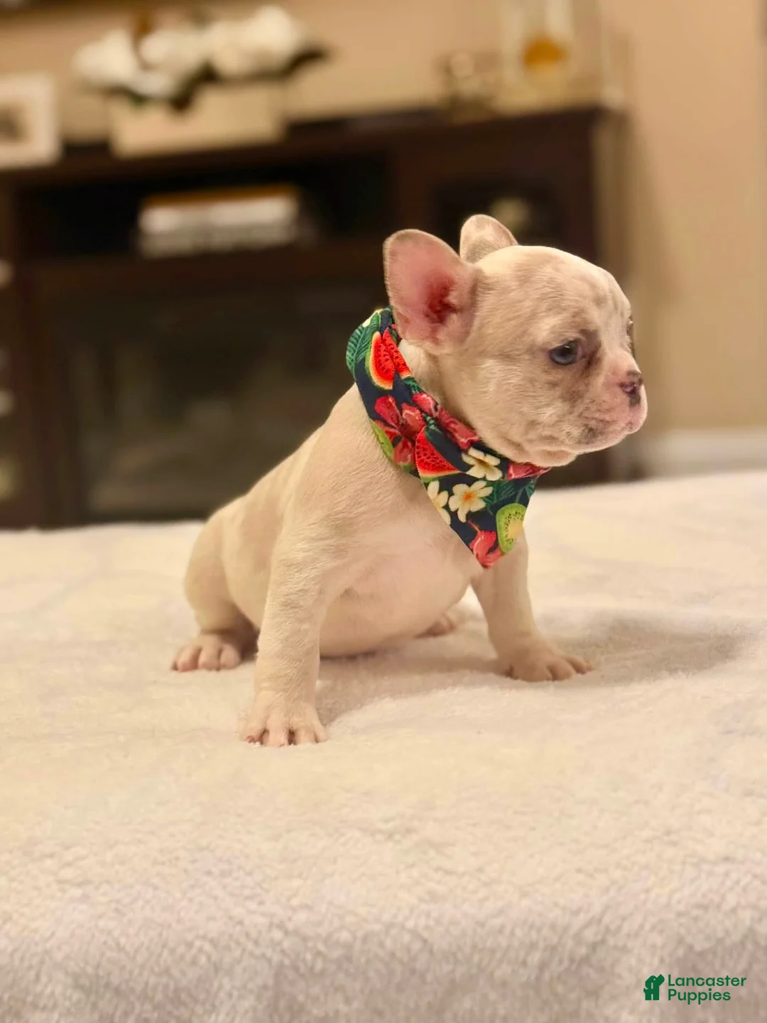 French Bulldog dogs for sale: 9 - Blue Merle Female - Ad 2
