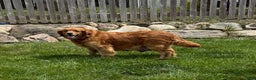 Golden Retriever dogs for sale: Scout - Ad 14