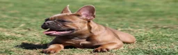 French Bulldog dogs for sale: French Bulldog 1 - Ad 1