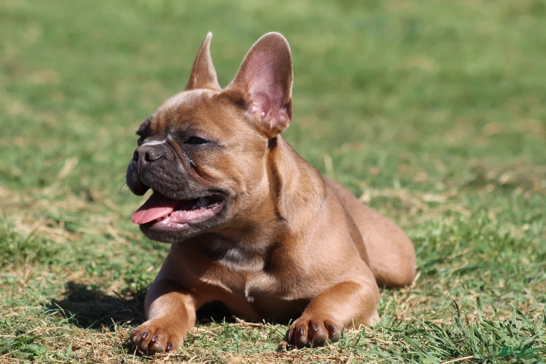 French Bulldog dogs for sale: French Bulldog 1 - Ad 1