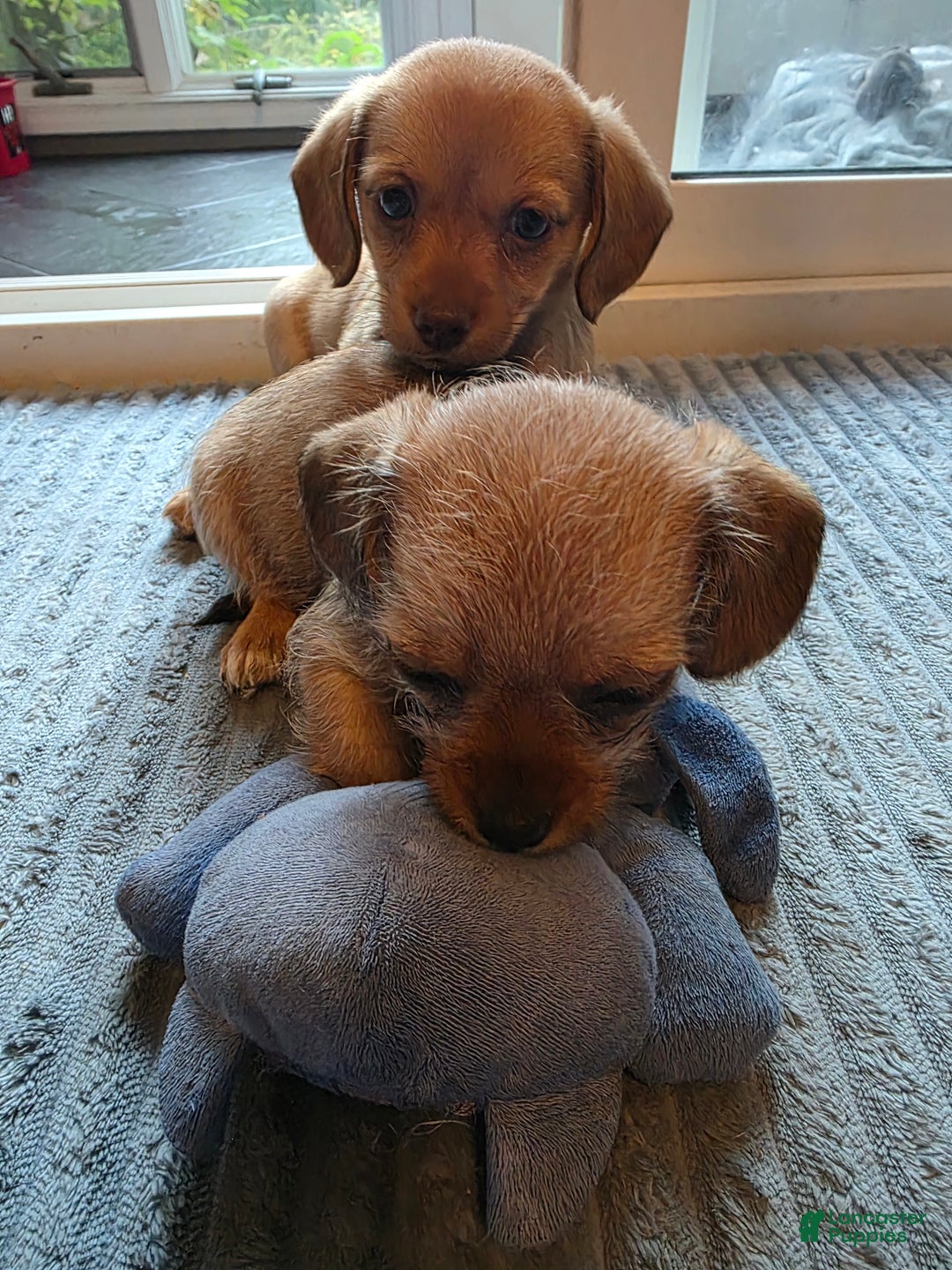 Mixed Breed dogs for sale: Ginger - Ad 5