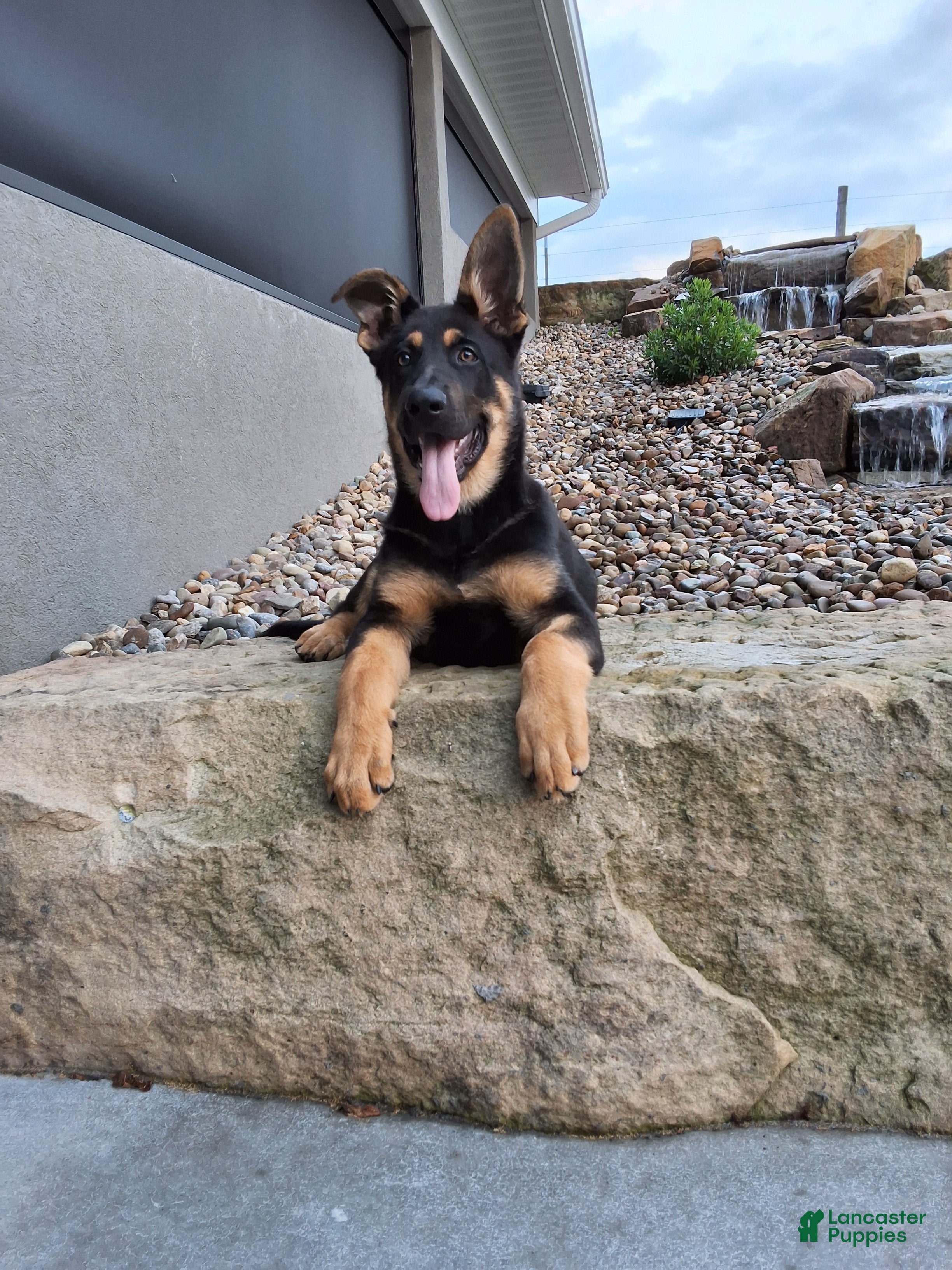 German Shepherd dogs Karl - Ad 2