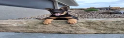 German Shepherd dogs for sale: Karl - Ad 2