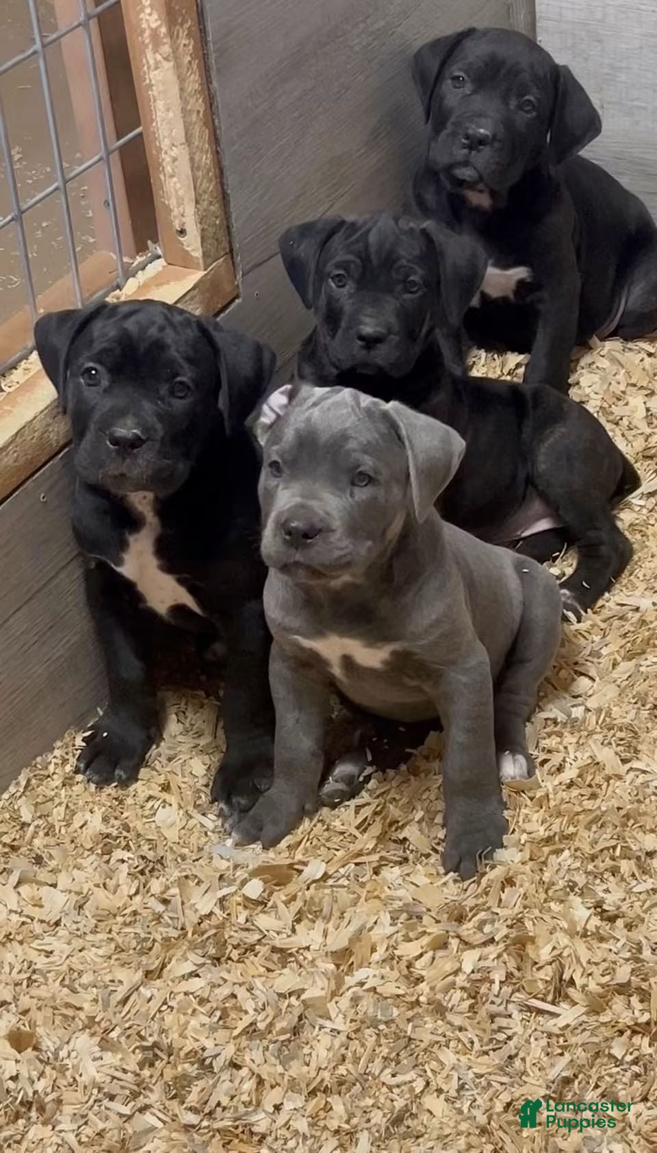 Cane Corso dogs Hulk - Ad 2