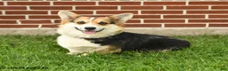 Mixed Breed dogs for sale: Tina Beth - Ad 6