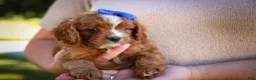 Cavapoo dogs for sale: Kyle🐾 - Ad 4