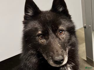 Siberian Husky dogs for sale: Carina - Ad 4