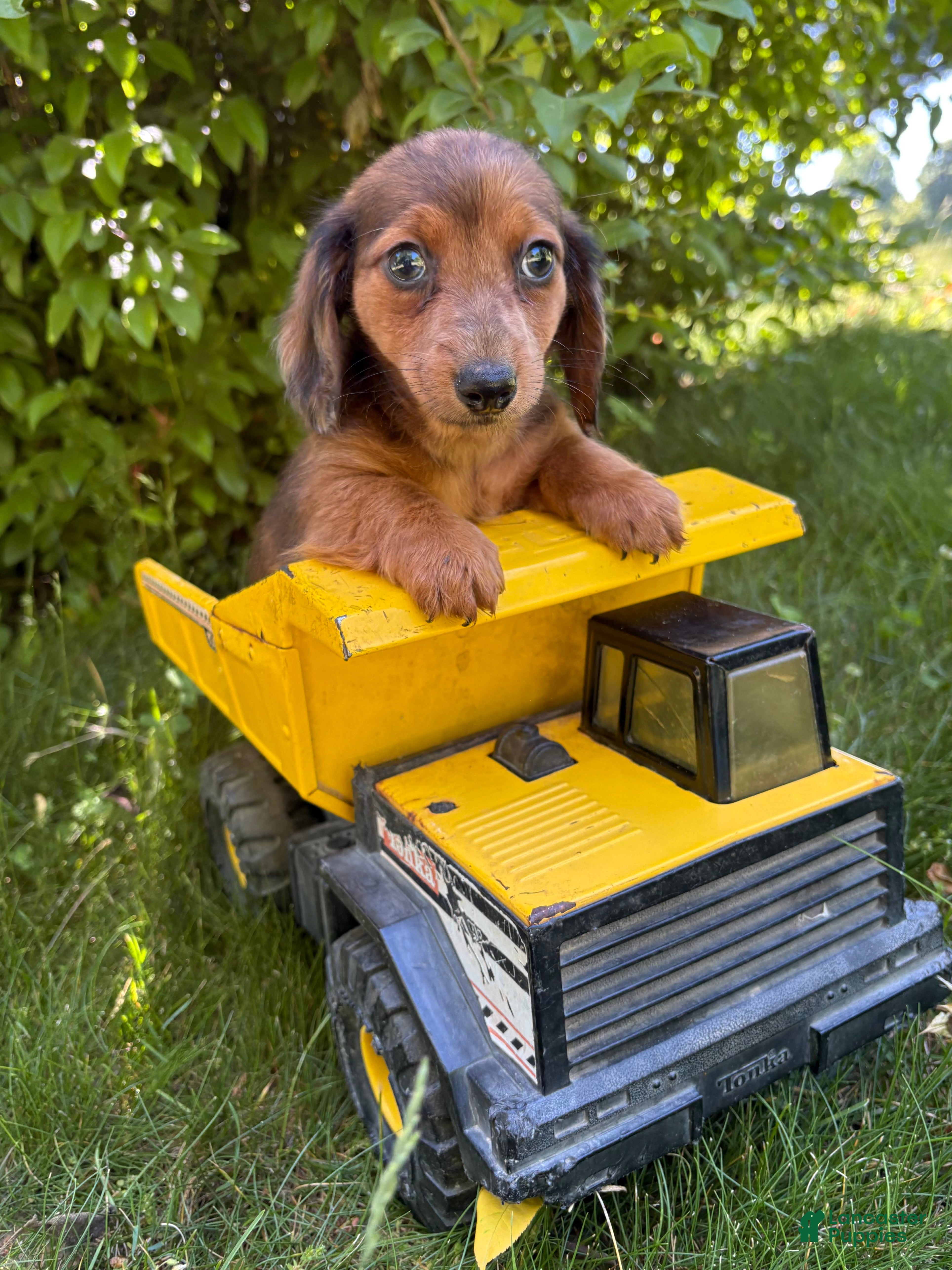 Dachshund dogs Romeo - Ad 2