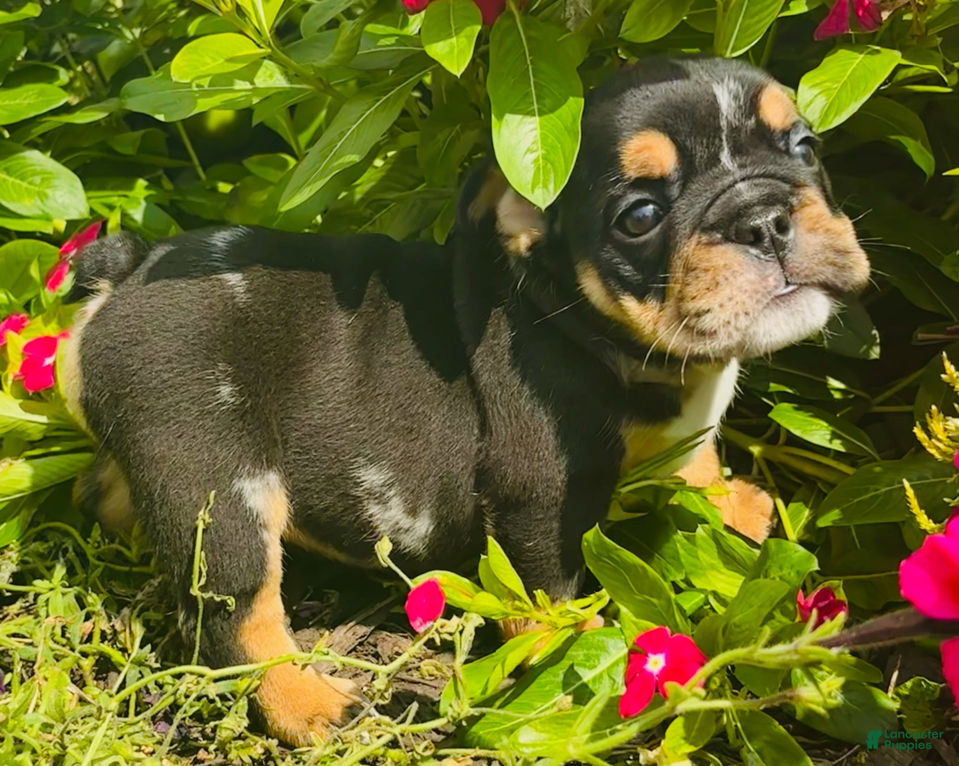 English Bulldog dogs Lilly - 73707 - Ad 1