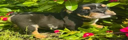 English Bulldog dogs for sale: Lilly - 73707 - Ad 1
