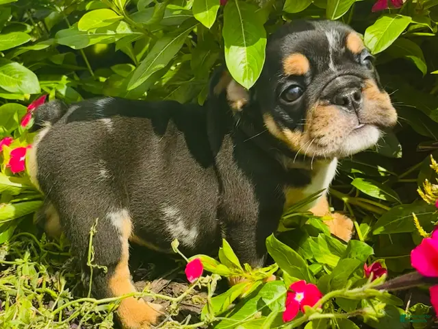 English Bulldog dogs for sale: Lilly - 73707 - Ad 1