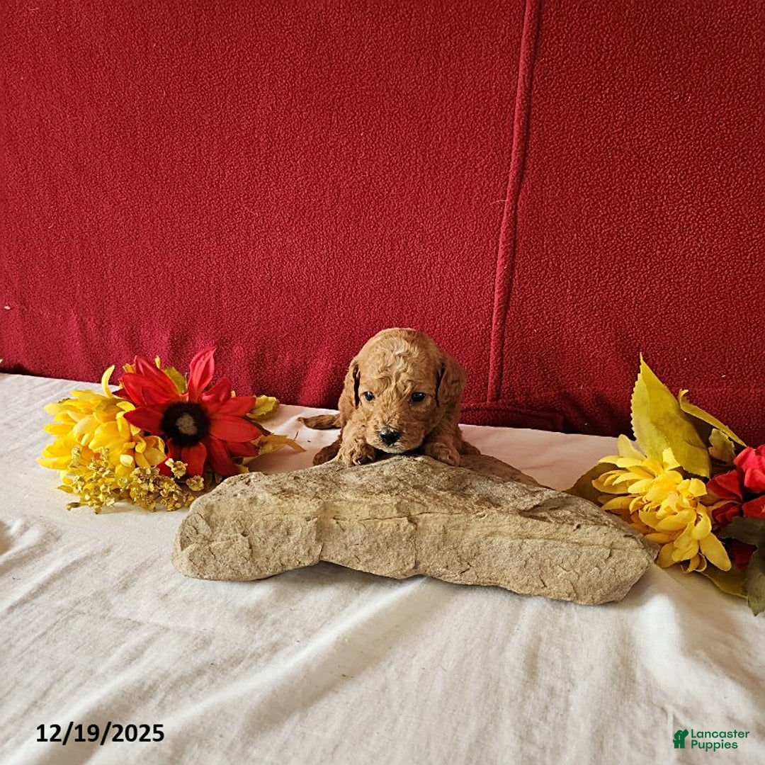 Cavapoo dogs for sale: Tango - Ad 5