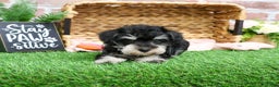 Miniature Schnauzer dogs for sale: Angel - Ad 2
