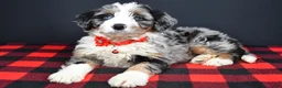 Mini Bernedoodle dogs for sale: Brianna - Ad 5