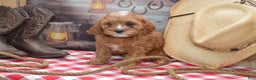 Cavapoo dogs for sale: Jalise - Ad 4