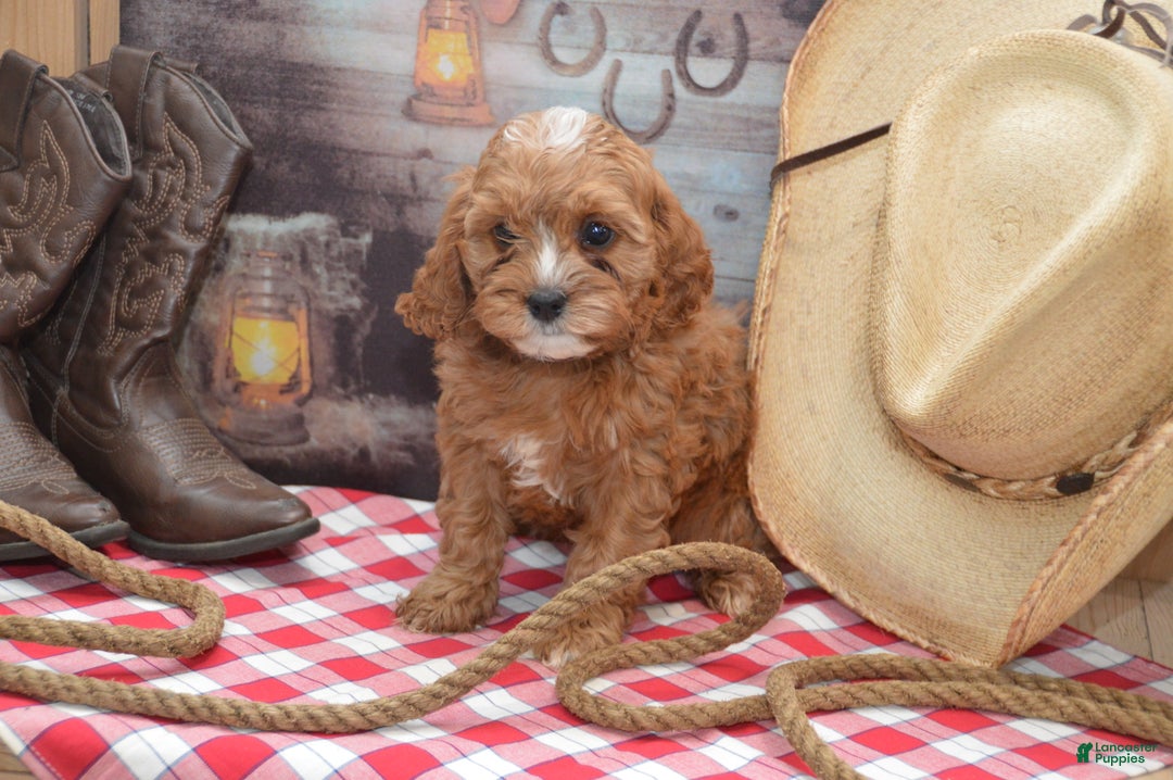 Cavapoo dogs for sale: Jalise - Ad 4