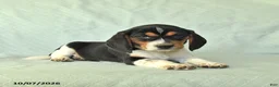 Beagle dogs for sale: Yaron - Ad 3