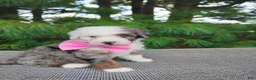 Bernedoodle dogs for sale: Biscoff  - Ad 6