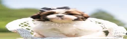 Shih Tzu dogs for sale: Gus Gus - Ad 4